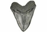 Fossil Megalodon Tooth - South Carolina #187686-2
